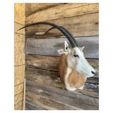 Oryx Shoulder mount
