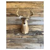 Whitetail shoulder mount