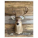 Whitetail shoulder mount