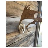 Fallow European Mount