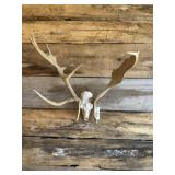 Fallow European mount