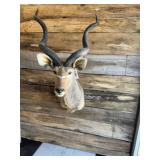 Kudu shoulder mount