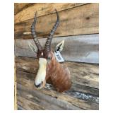 Blesbock shoulder mount