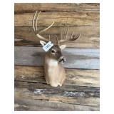 Whitetail shoulder mount