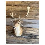Fallow shoulder mount