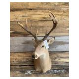 Whitetail Shoulder mount