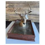 Pedestal mount swimming Whitetail