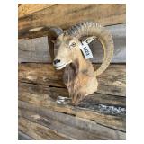 Transcaspian Urial Cross shoulder mount