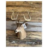 Whitetail shoulder mount