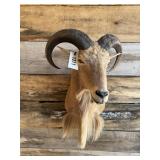 Aoudad shoulder mount