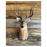 Whitetail Shoulder mount