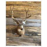 Mule Deer Shoulder mount