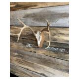 Whitetail European mount