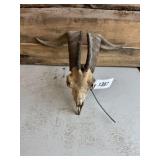 Billy goat skull