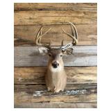 Whitetail shoulder mount