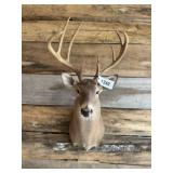 Whitetail shoulder mount