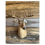 Whitetail Shoulder mount