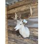 Trophy Taxidermy Auction