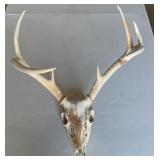 Deer skull, 7 point horns