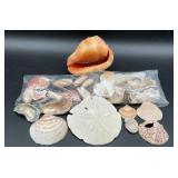 5in Sand Dollar. Giant Bullmouth Helmet shell