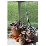 Decorative Planter Lot with Agave Plants, Rolling