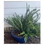 Boston Fern in Large Cobalt Blue Glazed Ceramic