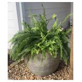 Large Rustic Ceramic Planter with Live Boston
