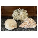 White Coral 8 inches, Light Pink Shell 8 x 5