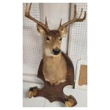 8 Point Taxitermy Mounted Buck Deer