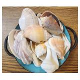 Bowl Full Of Sea Shells