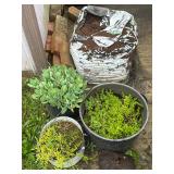 Potted Plants with Soil Bag