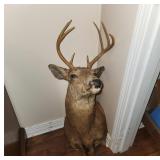 8-Point Buck Taxidermy Shoulder Mount