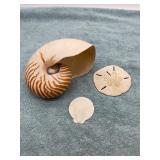 Sea Shell Specimens