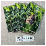 Set of 5 Butterfly Cover Lined Notebooks