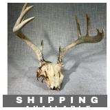 Whitetail Deer Skull with 10 Point Antlers