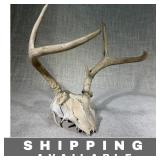 Whitetail Deer Skull with 5 Point Antlers
