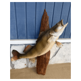 Mounted Largemouth Bass Display