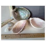 Atlantic Giant Cockleshells 2, Large Abalone