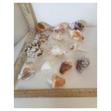 Assorted   Florida's King's Conch Shells & More 14