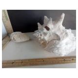 Brain Coral & Large Natural  Conch Shell