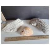 Natural White Brain Coral, Natural Marine Brain