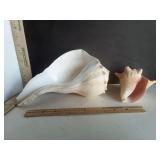 Large Lightning Whelk Shell & Queen Conch Shell