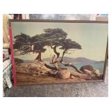 Lone Cypress Tree Monterey California Print