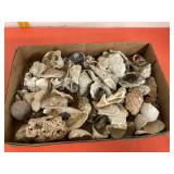 Flat Of Sea Shells & Coral