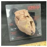 Human Heart Anatomical Model Lorelco Probucol