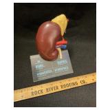1961 Merck Kidney Anatomical Model Diuril M