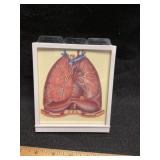 Anatomical Lung Model