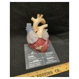 1959 Merck Human Heart Anatomical Model Diuril