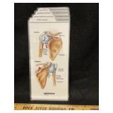 Anatomical Flip Chart Shoulder Rotator Cuff