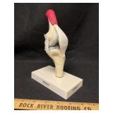 GPI Anatomicals Knee Joint Model Voltren